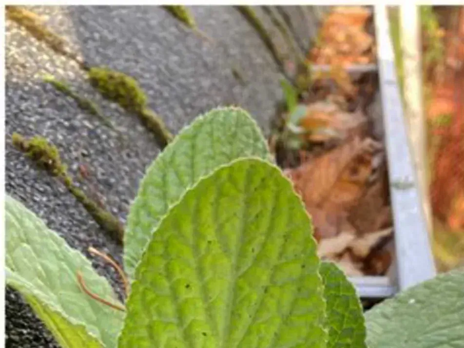 Before cleaning: a plant growing out of a gutter packed with fallen leaves, moss on the shingles alongside