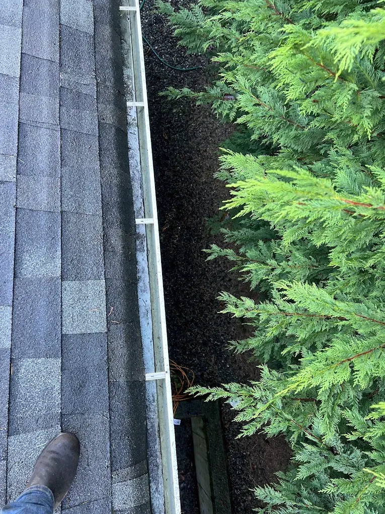 A cleared eavestrough run seen from the roof, cedar hedge right alongside