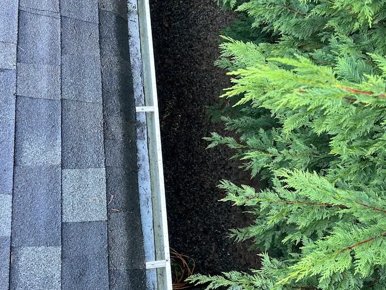 A cleared gutter run photographed from the roof, cedar hedge alongside it