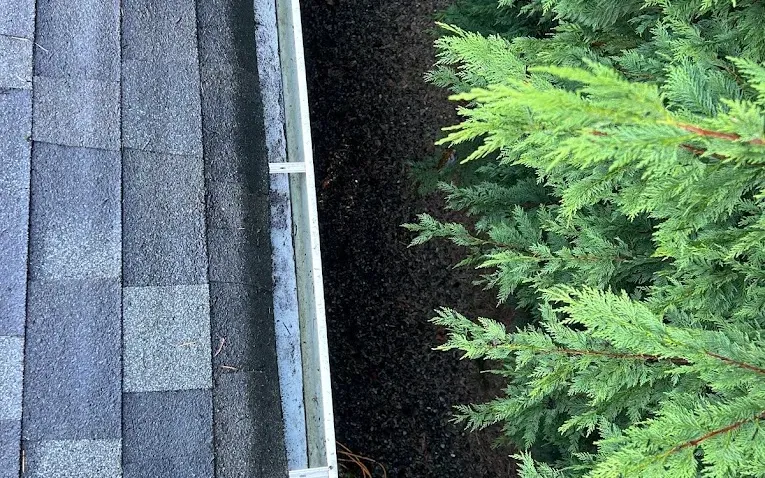 Looking down a cleared gutter from the roof beside a tall cedar hedge