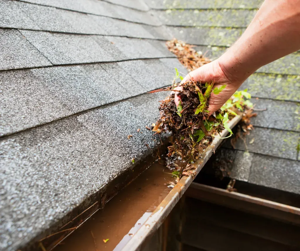 A hand lifting weeds and wet debris out of a gutter holding standing water