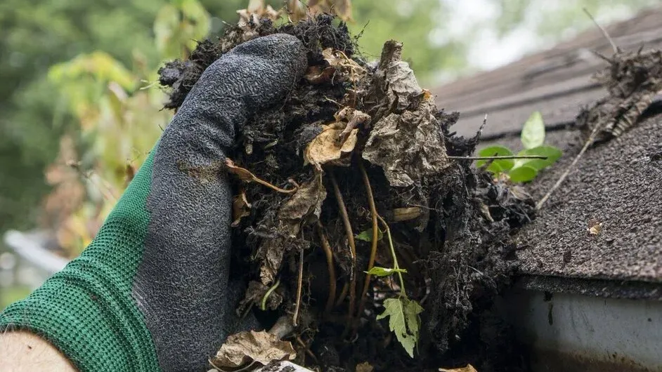 Packed leaves and dirt pulled from a gutter beside the shingles